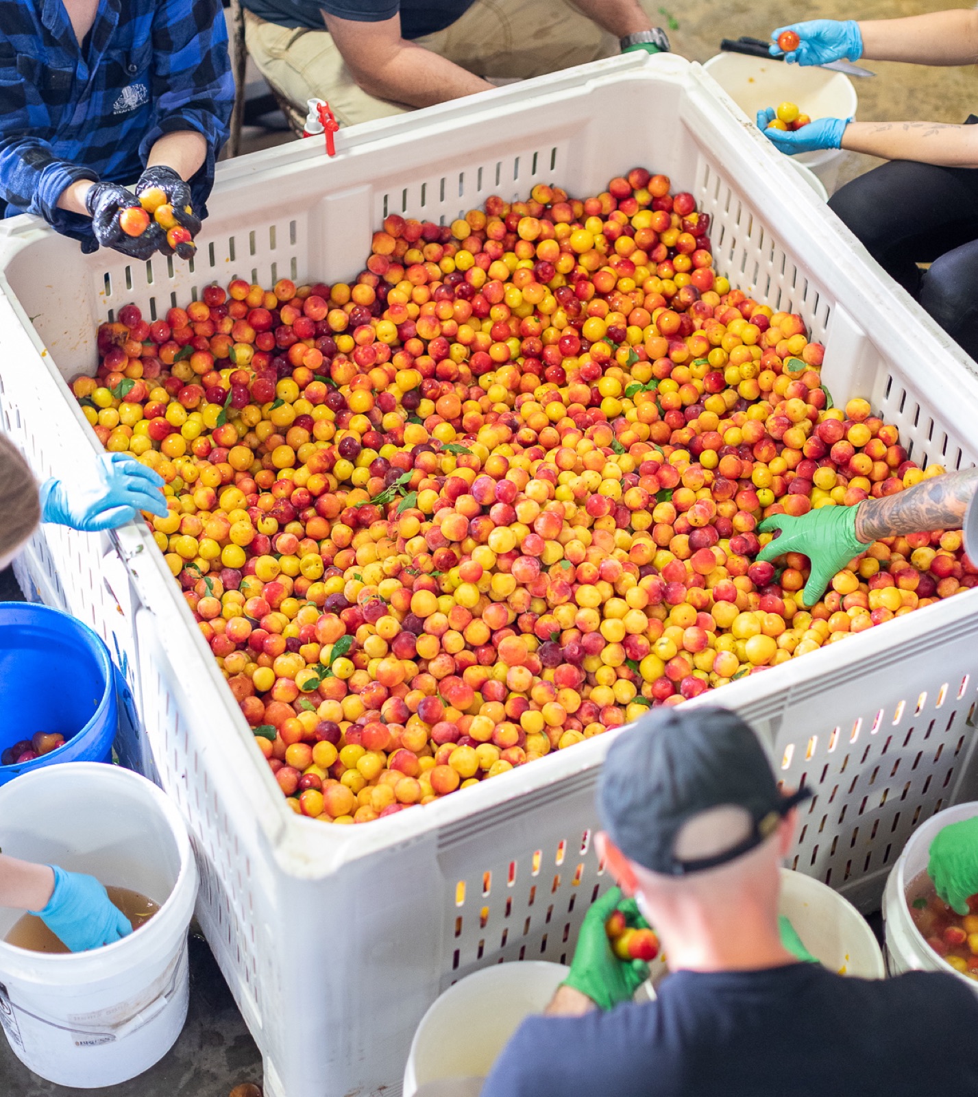 The team sorting a crate of fresh Ontario fruit for a brew